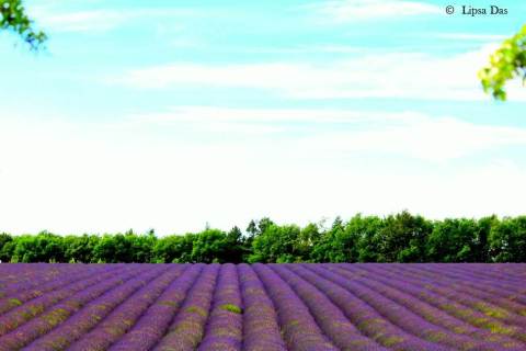 Lavender Fields 1