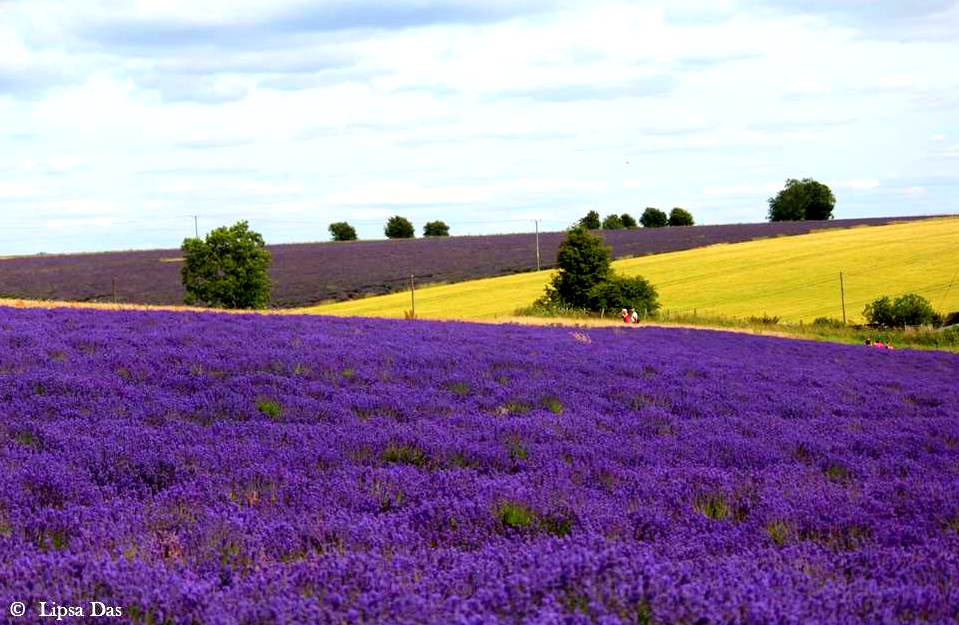 Lavender Fields 11