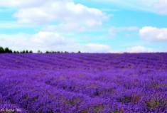 Lavender Fields 12