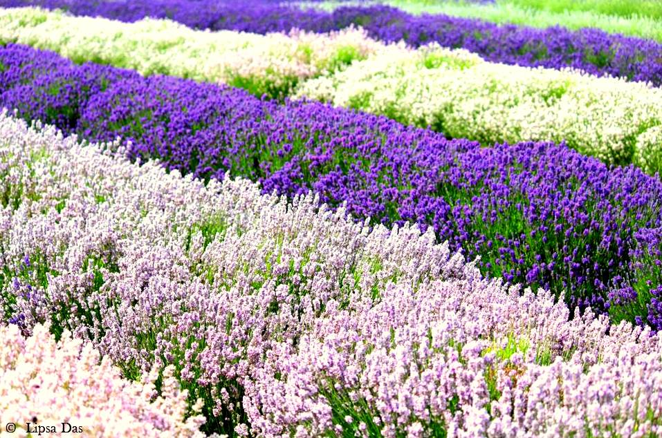 Lavender Fields 2