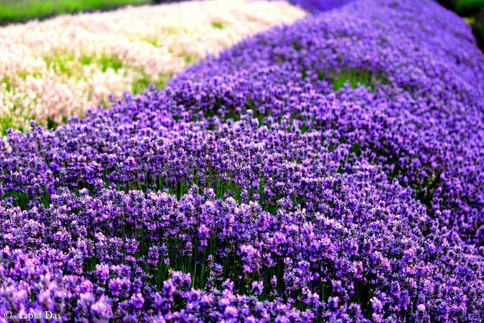 Lavender Fields 3