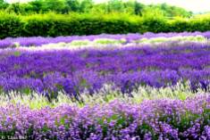 Lavender Fields 6