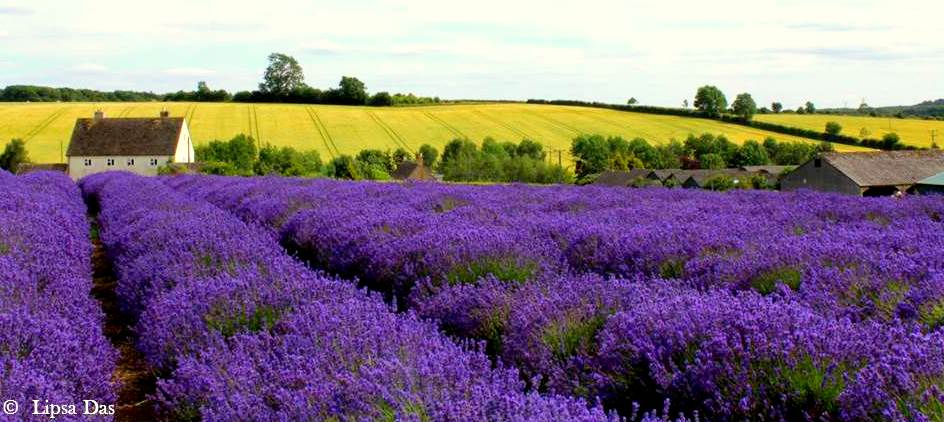 Lavender Fields 8