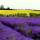 Bucket list moment: Cotswold Lavender farms